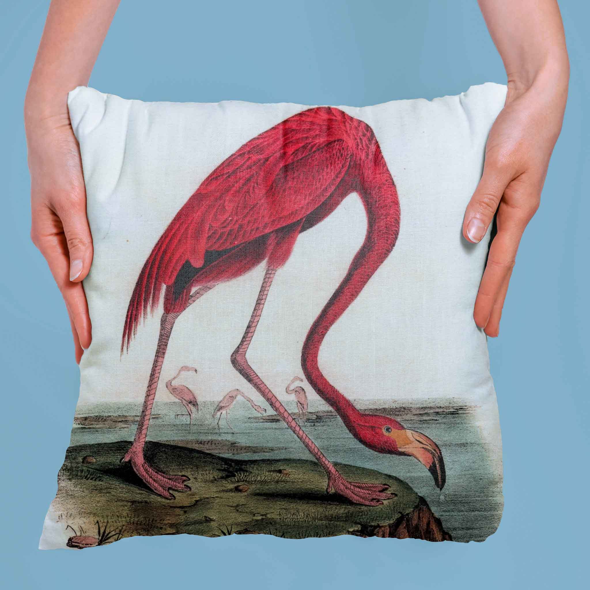 flamingas_audubon
