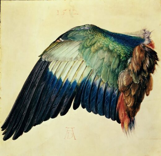 Albrecht Durer [K] Mėlynojo žalvarnio sparnas