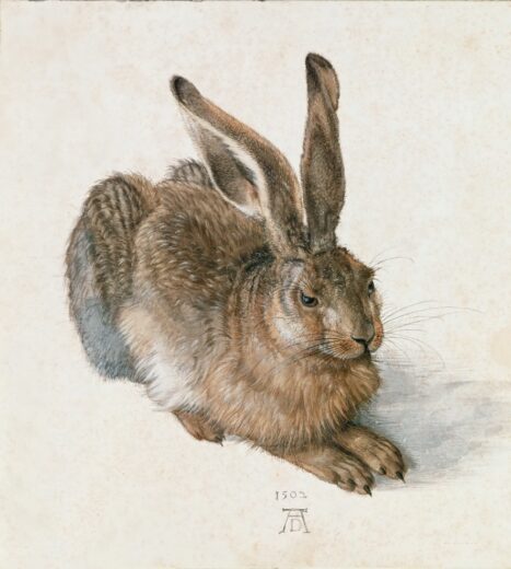 Albrecht Durer [K] Young Hare