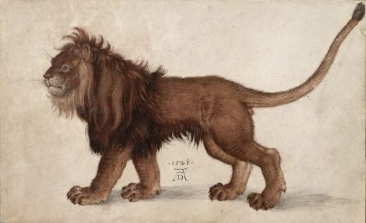 Albrecht Durer [K] Liūtas