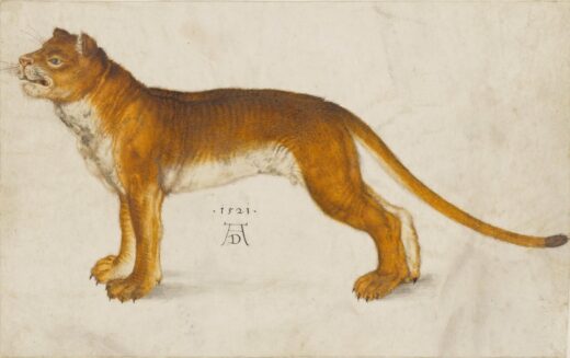 Albrecht Durer [K] Lioness