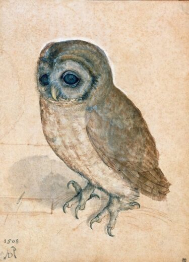 Albrecht Durer [P] Little Owl