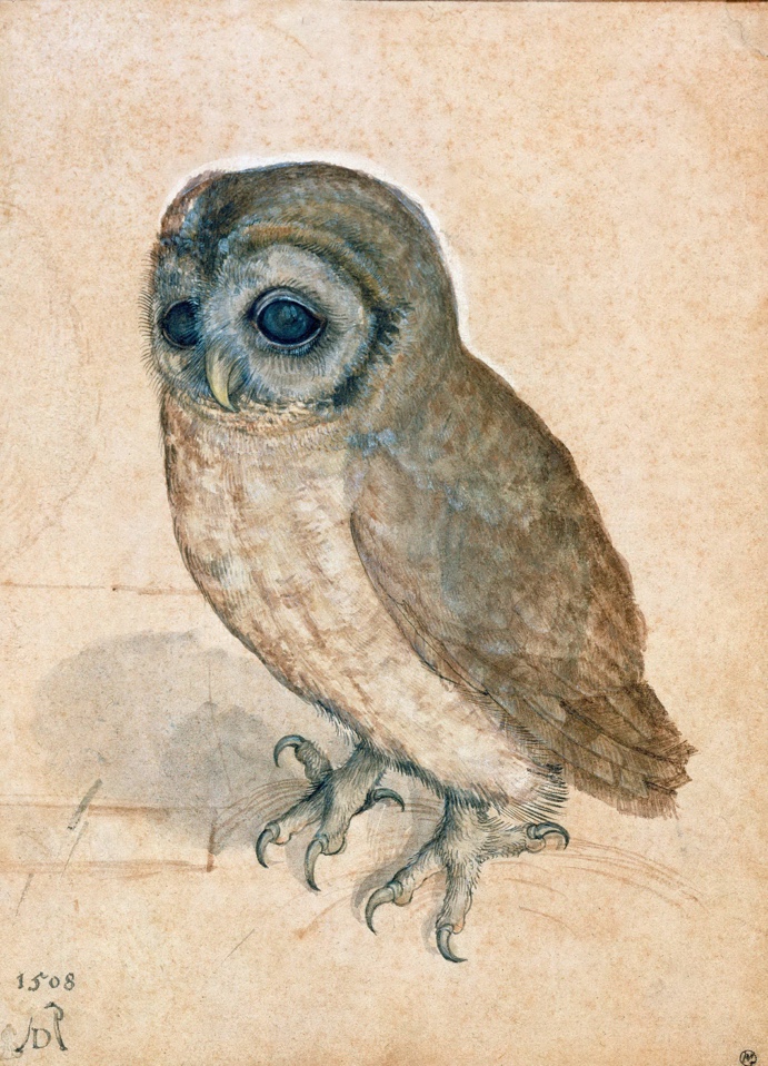 Klasiku reprodukcijos Little Owl