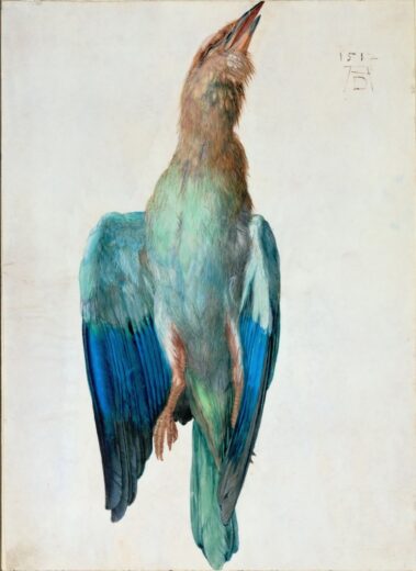 Albrecht Durer [K] Roller Bird