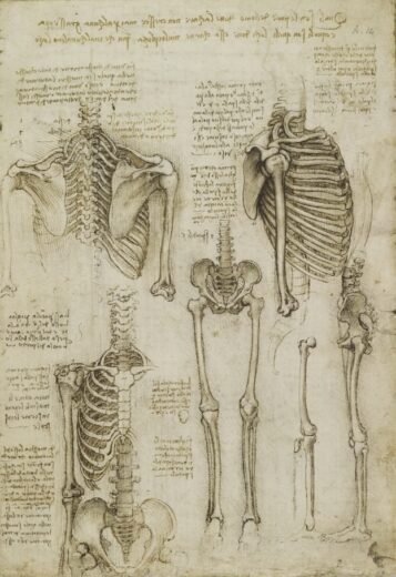 Leonardo Da Vinci [K] The Skeleton