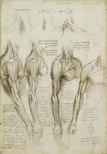 Leonardo Da Vinci [K] The muscles