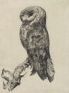 [K] Barn Owl