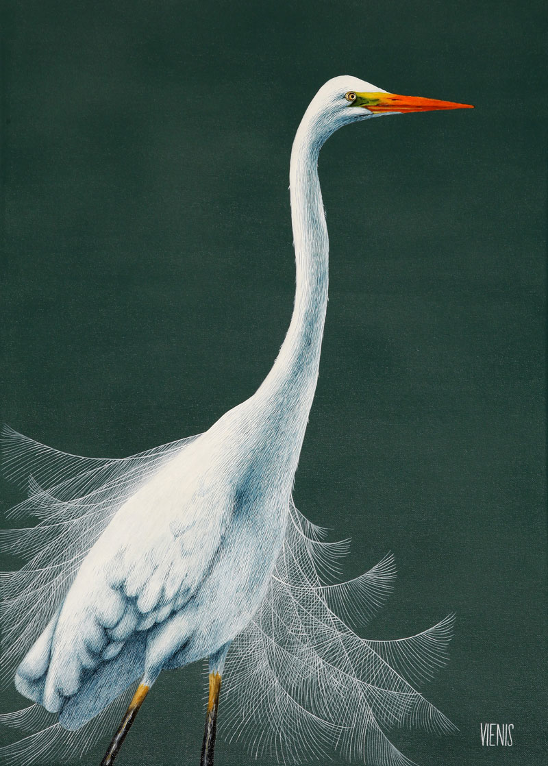 Egretta-alba-II