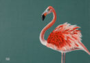 Phoenicopterus