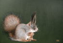 Sciurus