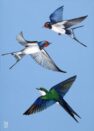 Hirundo