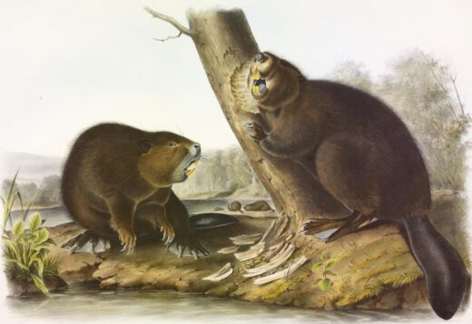John James Audubon [P] American beaver