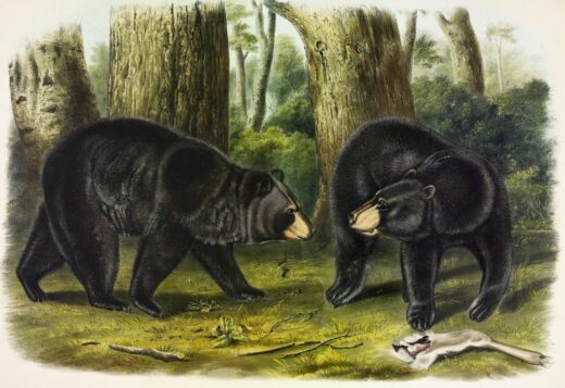 John James Audubon [P] American black bear
