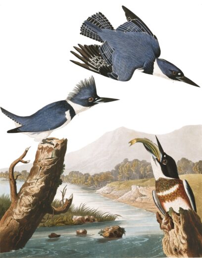 John James Audubon [K] Belted kingfisher