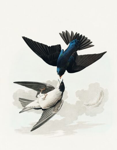 John James Audubon [P] Amerikos paukščiai