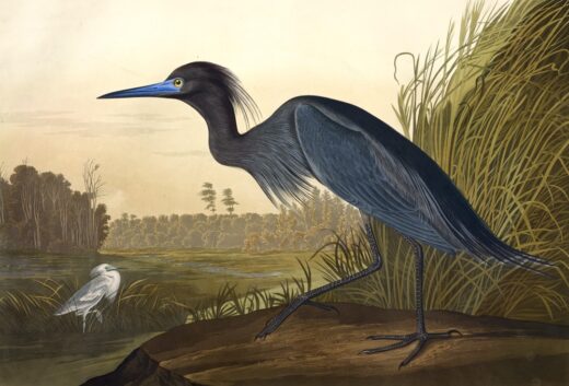 John James Audubon [K] Melsvoji gervė