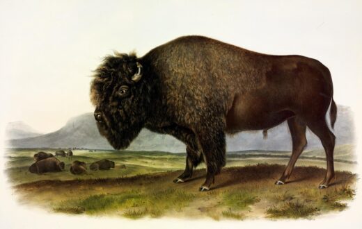 John James Audubon [K] Buffalo