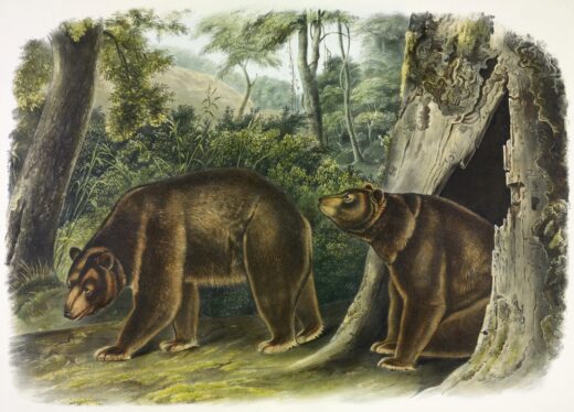 John James Audubon [P] Cinnamon bear