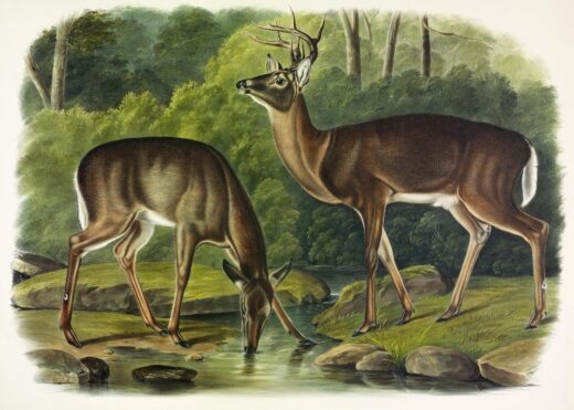 John James Audubon [P] Common deer