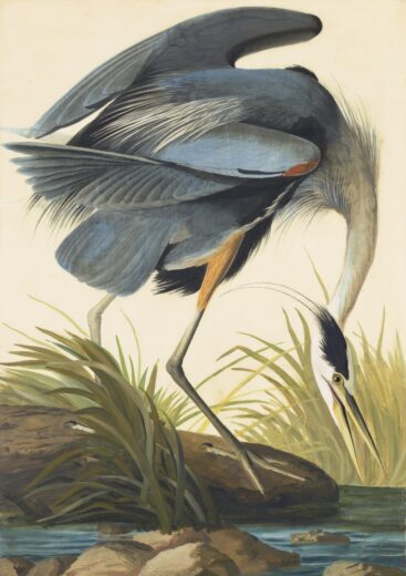 John James Audubon [K] Didysis pilkasis garnys