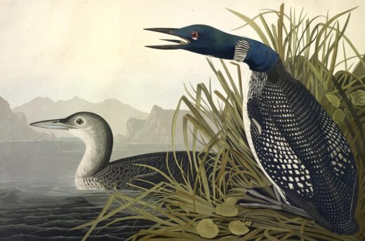 John James Audubon [P] Ledinis naras