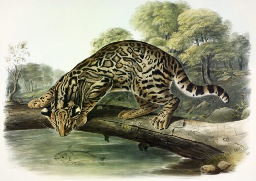 John James Audubon [P] Leopard cat