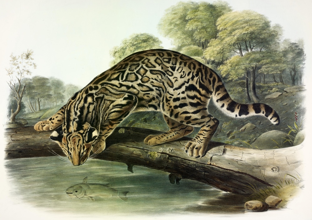 [K] Leopard cat
