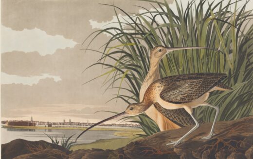John James Audubon [K] Long-billed curlew