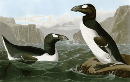 John James Audubon [P] Pinguinus impennis