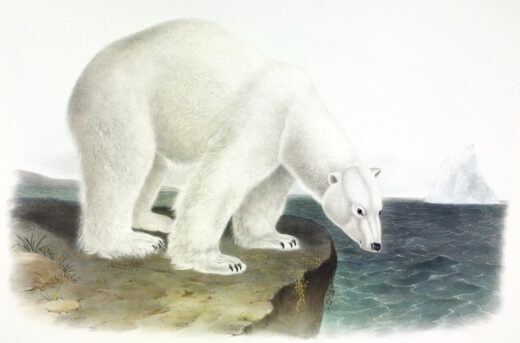John James Audubon [K] Polar bear
