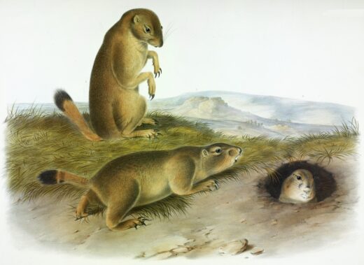 John James Audubon [K] Prairie Marmot Squirrel
