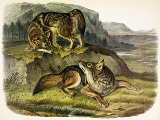John James Audubon [P] Prerijų vilkas
