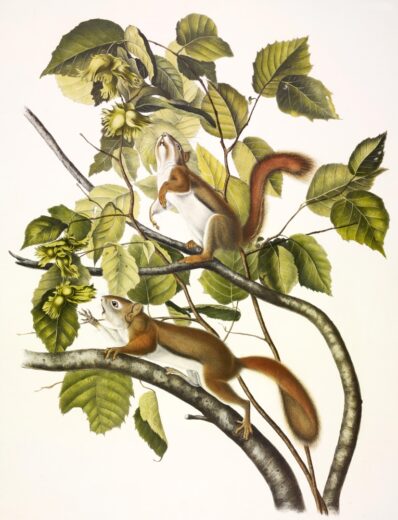 John James Audubon [P] Red squirrel
