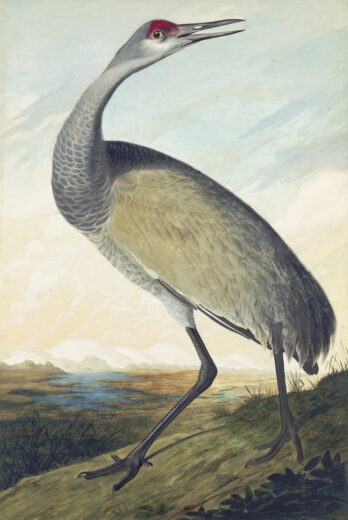 John James Audubon [K] Sandhill crane