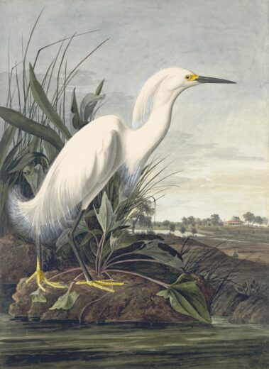John James Audubon [K] Snowy egret