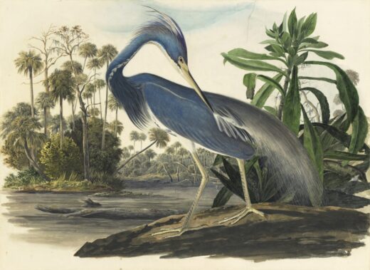 John James Audubon [P] Tricolored heron