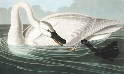 John James Audubon [K] Trumpeter swan