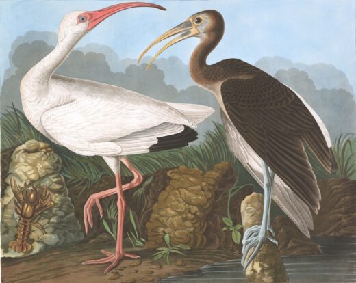 John James Audubon [K] White ibis