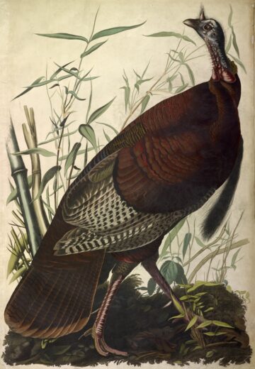 John James Audubon [K] Wild turkey