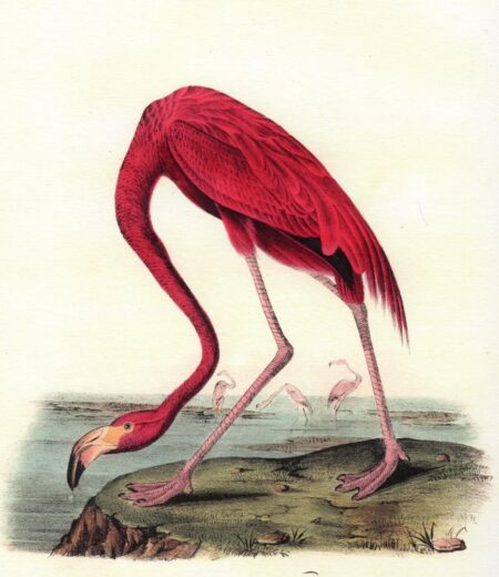 John James Audubon [K] Flamingas