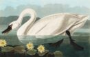 [K] Swan