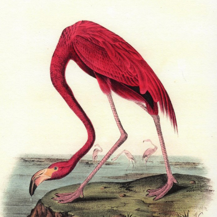 Giclee spauda flamingo - John James Audubon