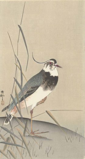 Ohara Koson [K] Kievit en Riet