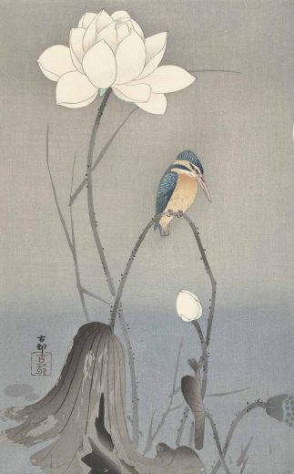 Ohara Koson [K] Lotoso žiedas