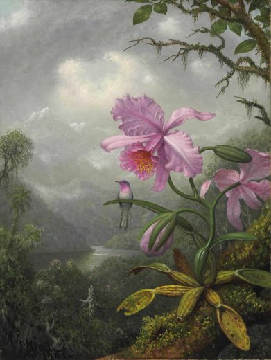 Žymūs XVII - XX a. tapytojai [P] Martin Johnson Heade - Hummingbird on the Orchid Plant