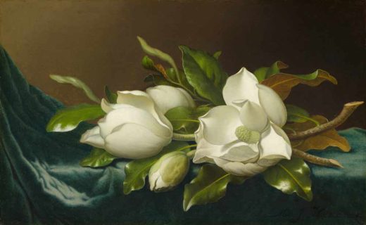 Žymūs XVII - XX a. tapytojai [P] Martin Johnson Heade - Magnolias 1885