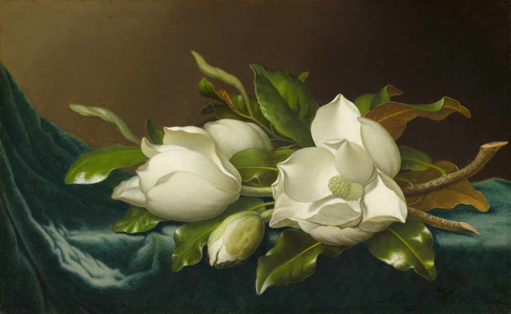 [K] Martin Johnson Heade - Magnolias 1885