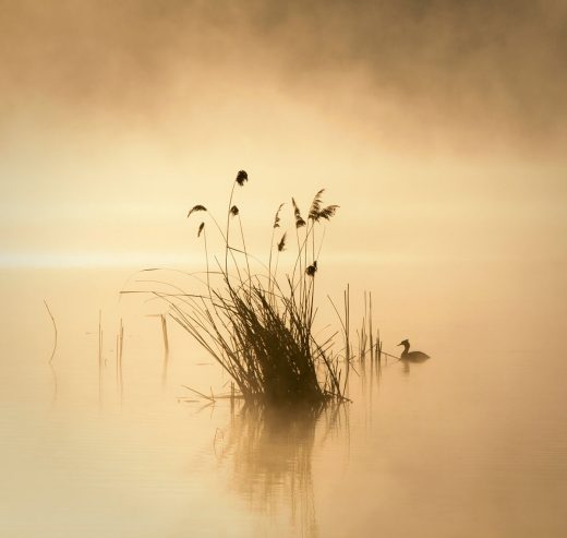 [D] Ankstų rytą