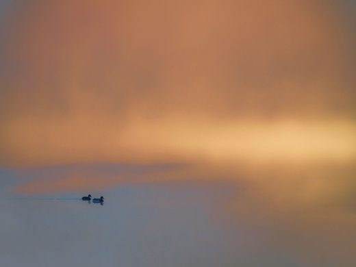 Normantė Ribokaitė [D] Sartuose